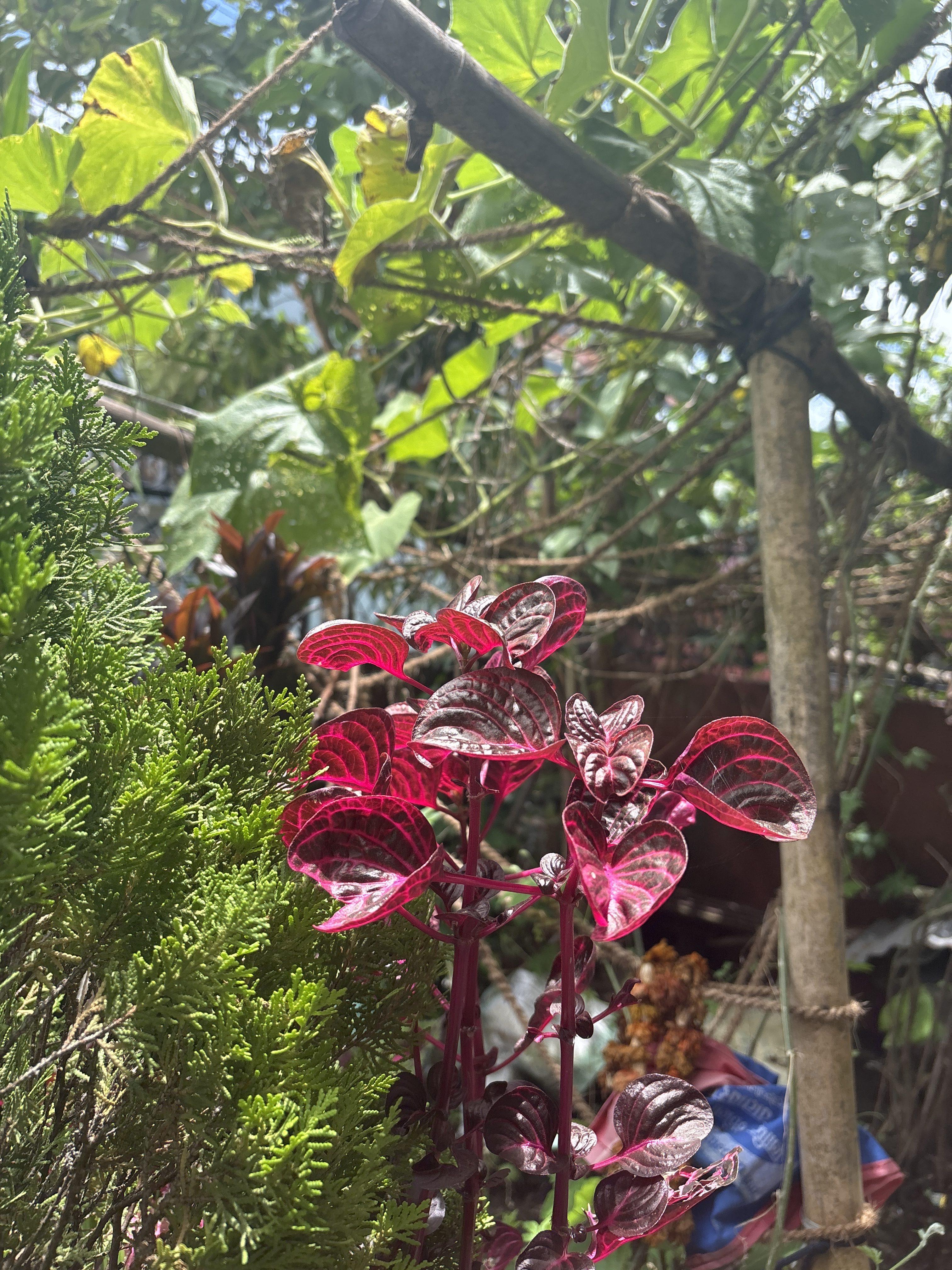 A vibrant plant with reddish-purple leaves is prominently featured in the foreground, surrounded by lush green foliage