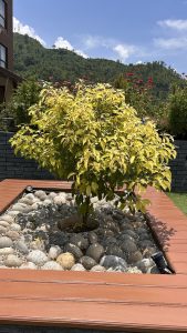 A small, vibrant yellow-leafed tree is centered amid a bed of smooth pebbles, surrounded by a wooden border. 