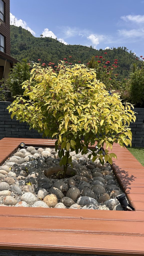 A small, vibrant yellow-leafed tree is centered amid a bed of smooth pebbles, surrounded by a wooden border.