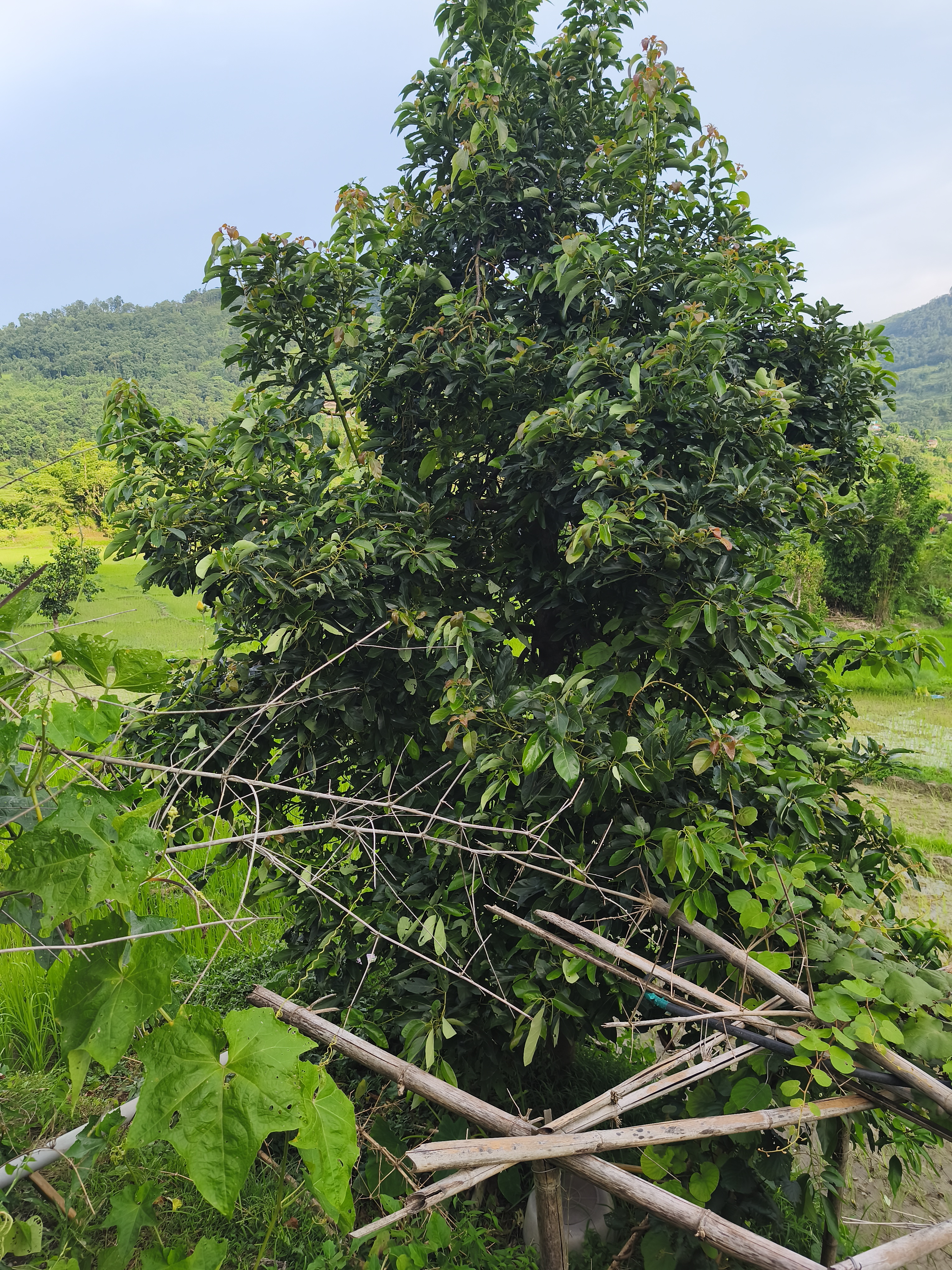 A lush green tree with dense foliage is prominently featured in the image, surrounded by various plants and branches.