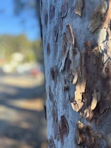 A brown tree with numerous holes and a small brown insect on its bark.
