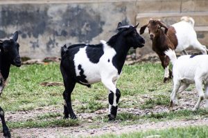 A group of goats is seen in a grassy area. 