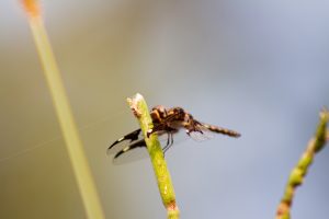 A dragon fly holding on to a tree branch