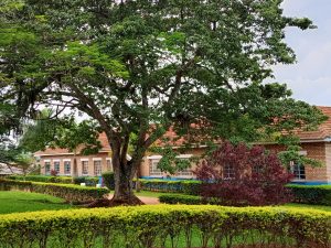 The image shows a charming, well-maintained brick building partially hidden behind lush greenery. A large, leafy tree stands prominently in the foreground, surrounded by neatly trimmed hedges and various bushes, including a deep red ornamental shrub. The red-tiled roof and symmetrical windows give the structure a classic, institutional appearance—possibly a school, office, or government building. The scene feels peaceful and inviting, with soft natural lighting and a touch of overcast sky reflected in the window glare.