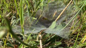 A spider web covered in dew, nestled into the grass.