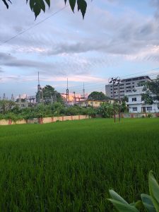 A vibrant green rice field occupies the foreground, showcasing lush, tall plants. In the background, a mix of urban buildings and structures can be seen, including a house with multiple windows and a partially constructed building.