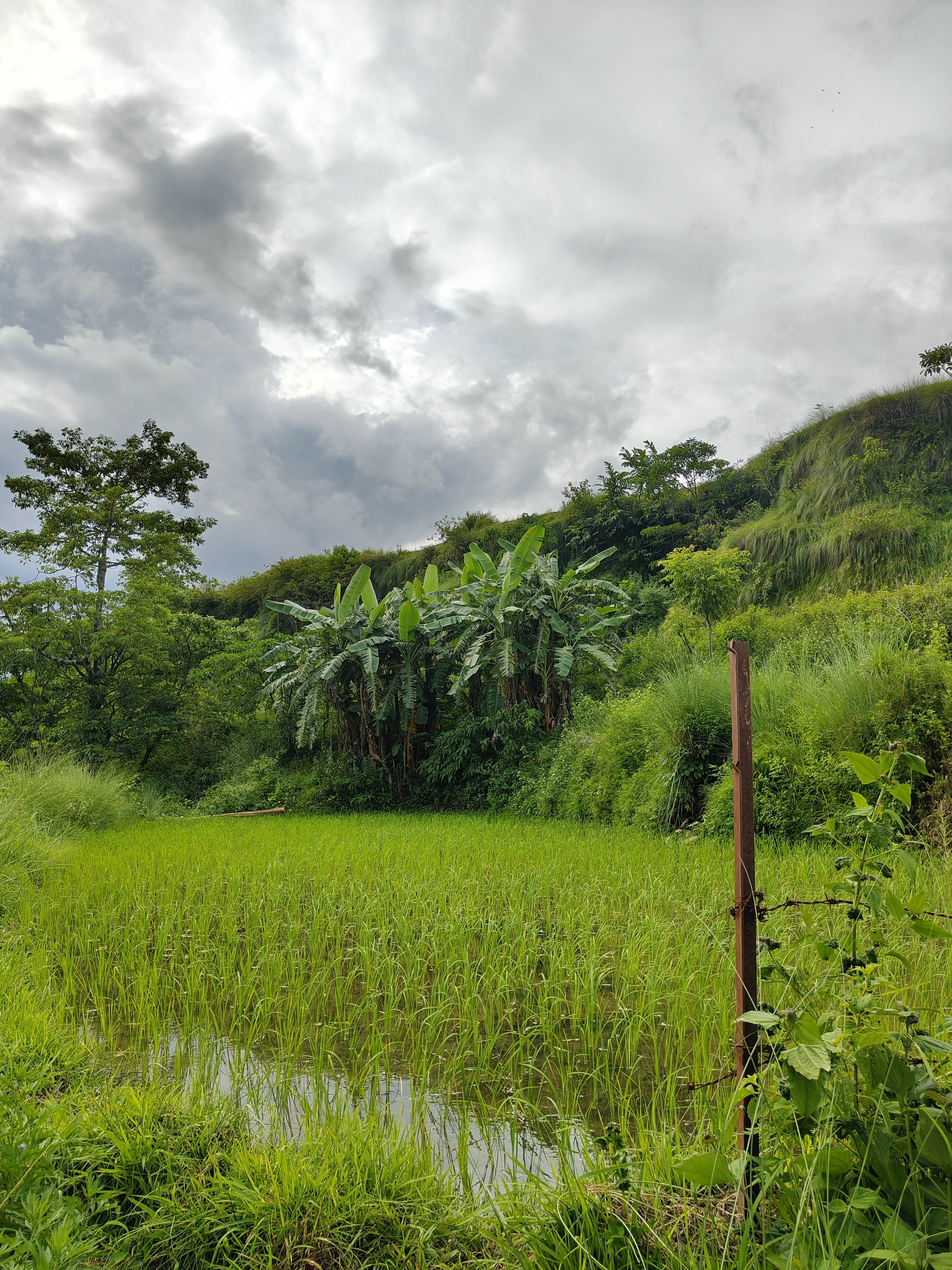 Farming land with growing paddy plants, banana trees and bushes. A sky above it is cloudy.