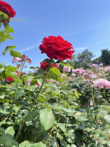 A vibrant red rose stands prominently in the foreground, surrounded by lush green leaves.