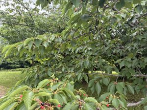 A close-up of a cherry tree branch with green leaves and clusters of red and black cherries at Chiba Port Park.