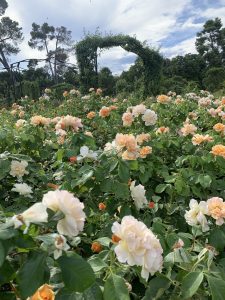 View of cream and orange roses and art of the sky at the Rosaleda in Madrid.