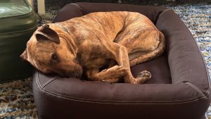 A brown brindle dog curled up in a black bed, looking at the camera.