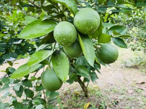 
Close-up of a citrus branch with green oranges and lush leaves.