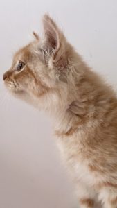 A close-up profile view of a fluffy, light orange kitten with slightly tousled fur and a delicate gaze, set against a soft white background.