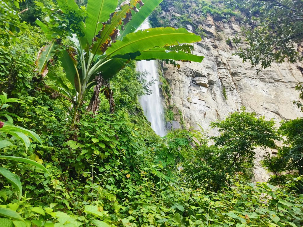 A lush green landscape featuring a waterfall cascading down a rocky cliff. Abundant tropical foliage, including large banana leaves and various green plants, surrounds the scene, creating a vibrant and natural atmosphere.