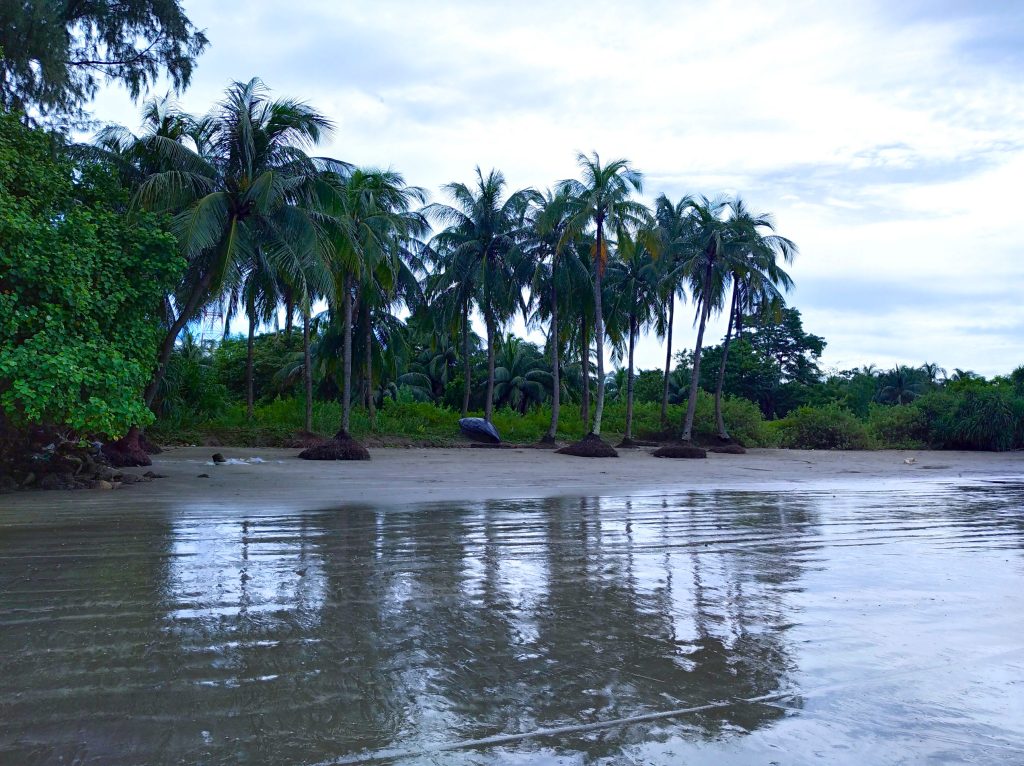 A serene beach scene featuring a sandy shore lined with several tall palm trees and lush greenery in the background.