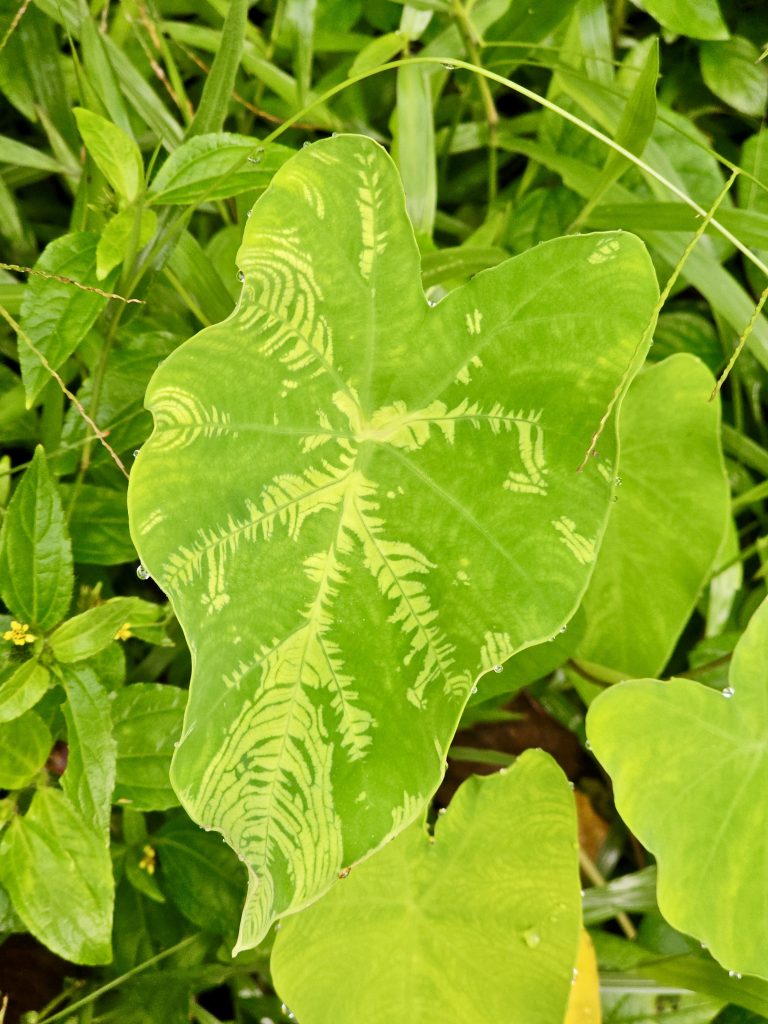 Light green wild taro (Colocasia) leaf with natural patterns, common in Kerala’s monsoon fields. Captured in Oorkadavu, Kozhikode.