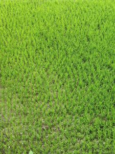 A vibrant green field of young rice plants arranged in neatly spaced rows, covering the ground in a lush carpet of greenery. 