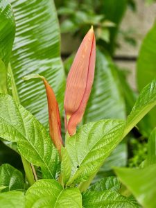 The early bloom of Musa velutina (Pink Banana) with unopened bracts, framed by glossy green leaves—captured in Kozhikode, Kerala.
