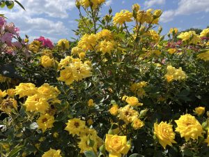 A vibrant display of yellow roses in full bloom with a backdrop of pink roses and a blue sky dotted with fluffy white clouds. 