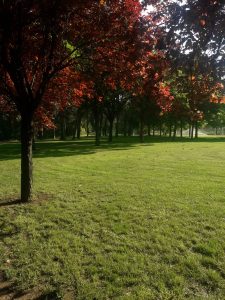 A peaceful park scene featuring vibrant red and orange leaves on trees in the foreground, set against a backdrop of lush green grass and additional trees.