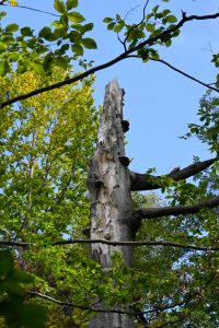 A bare tree stands with no leaves, its branches are empty. Other trees surrounding it has green leaves wide.