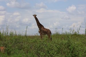 A lone giraffe stands tall amidst a lush green landscape under a partly cloudy sky.
