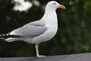 A Herring Gull standing  on the ridge of a shed roof.