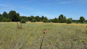 An open field filled with wild flowers. Trees on the far edge of the field, under a clear blue sky. In the center is a dog on a leash, looking over the field.