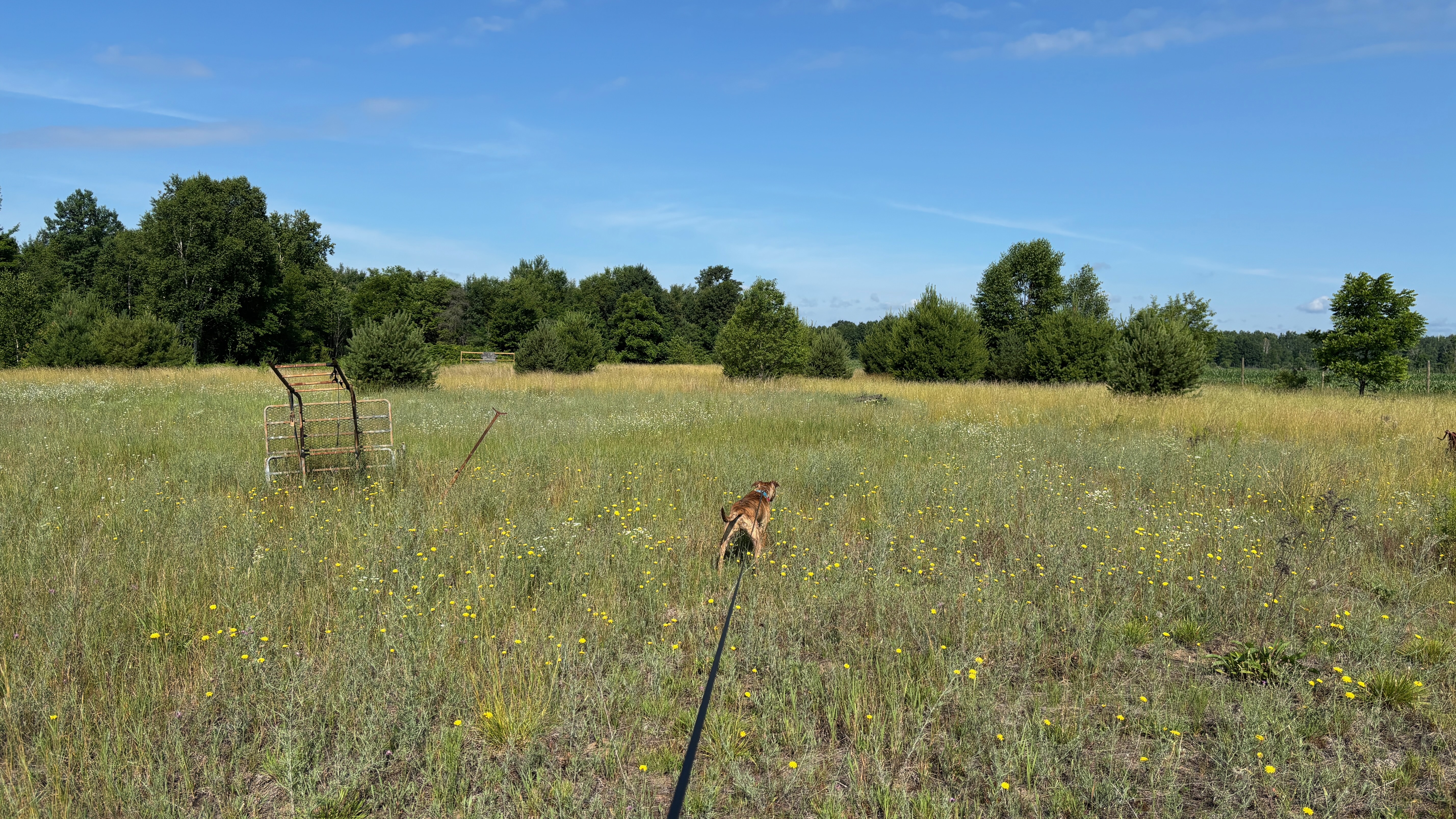 An open field filled with wild flowers. Trees on the far edge of the field, under a clear blue sky. In the center is a dog on a leash, looking over the field.