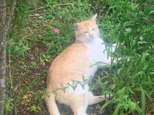 A ginger and white cat is lying on its side among greenery and small plants in a natural outdoor setting