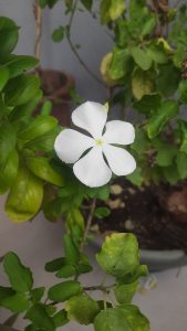 White little flower
