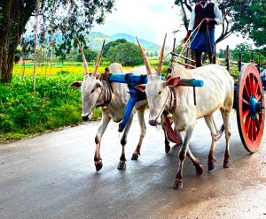 A pair of white oxen with prominent horns are pulling a wooden cart along a rural road. A person stands on the cart, guiding the animals. 
