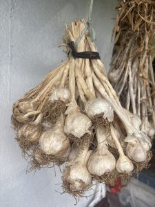 A bundle of dried garlic bulbs is hanging from a knot made of a dark band.