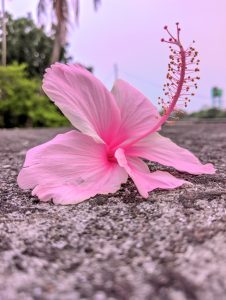 Close-up of a pink hibiscus flower lying on a textured concrete surface, with its stamen arched upward and a soft, blurred background of trees and sky.
