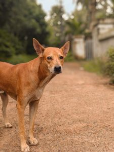 A brown dog stands on a gravel path surrounded by greenery. 