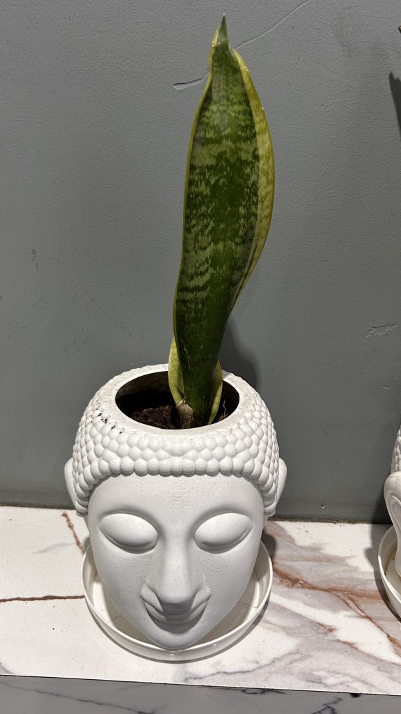 A white ceramic planter shaped like a decorative Buddha head, featuring a textured surface and a serene facial expression. Emerging from the top is a tall, green sansevieria plant with variegated leaves.