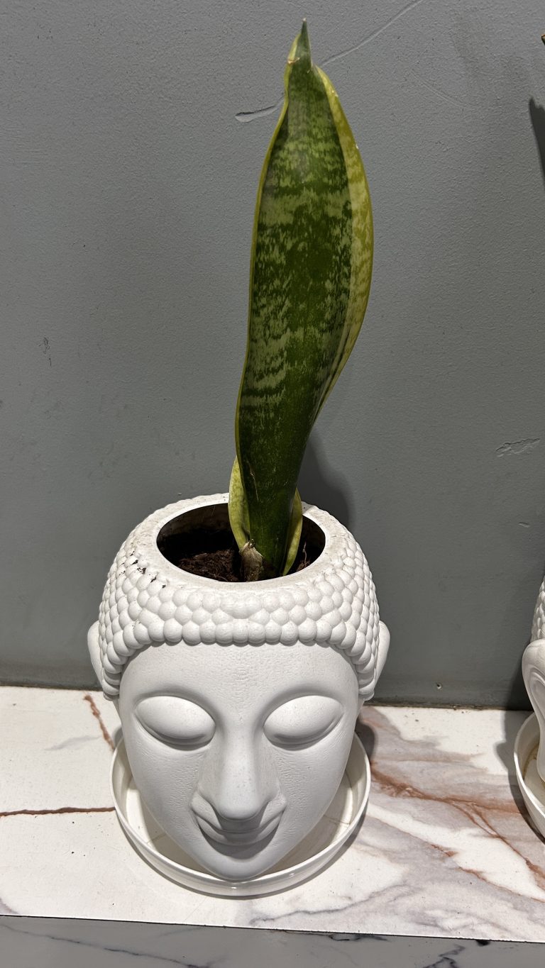 A white ceramic planter shaped like a decorative Buddha head, featuring a textured surface and a serene facial expression. Emerging from the top is a tall, green sansevieria plant with variegated leaves.