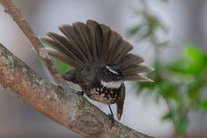 White-throated fantail, A small bird with a predominantly dark gray body and a white belly, featuring distinct white spots on its chest and a prominent white throat.

