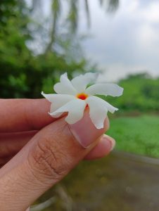 A white Parijat with an orange stem, held against a soft green backdrop.
