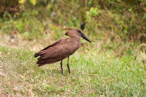 A brown bird with a distinctive curved neck and a long, slender beak stands on green grass
