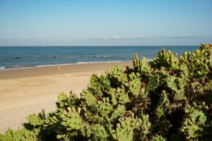 A sandy beach stretches along the coastline under a clear blue sky, with calm waves gently lapping at the shore. In the foreground, a vibrant patch of prickly pear cactus, adorned with bright red fruit, adds greenery to the scene.