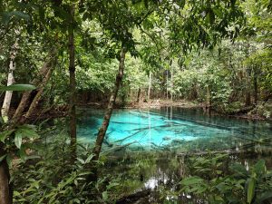 A serene forest scene with lush green foliage surrounding the clear blue waters of the Blue Pool in Krabi, Thailand.
