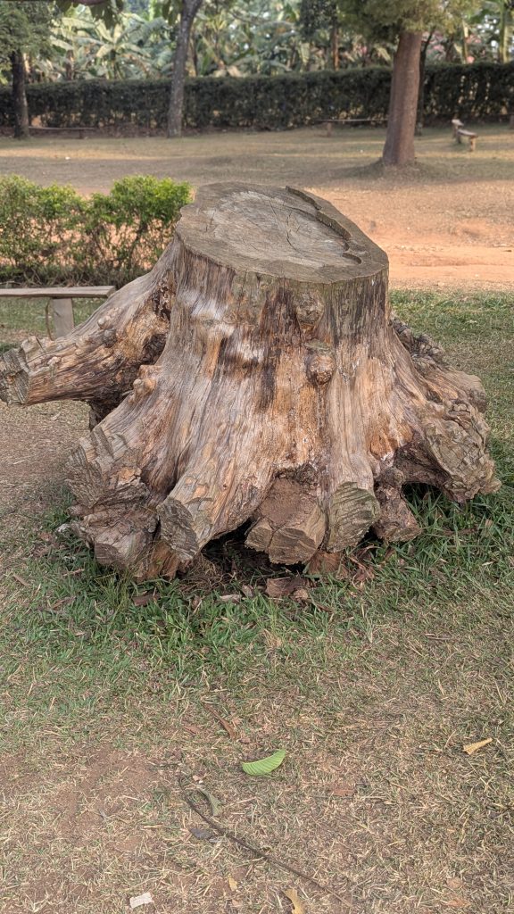 A large, weathered tree stump sits on a grassy area with patches of dirt and small leaves scattered around.