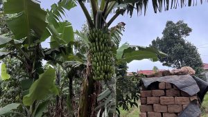 A cluster of green bananas, known as ettooke in Luganda, hangs amid large leaves in a garden in Nsangi, Uganda.