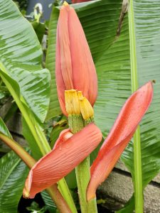 
A vibrant pink bud of the Musa velutina (Pink Banana), with yellow florets emerging among lush leaves—captured in a home garden in Kozhikode, Kerala.