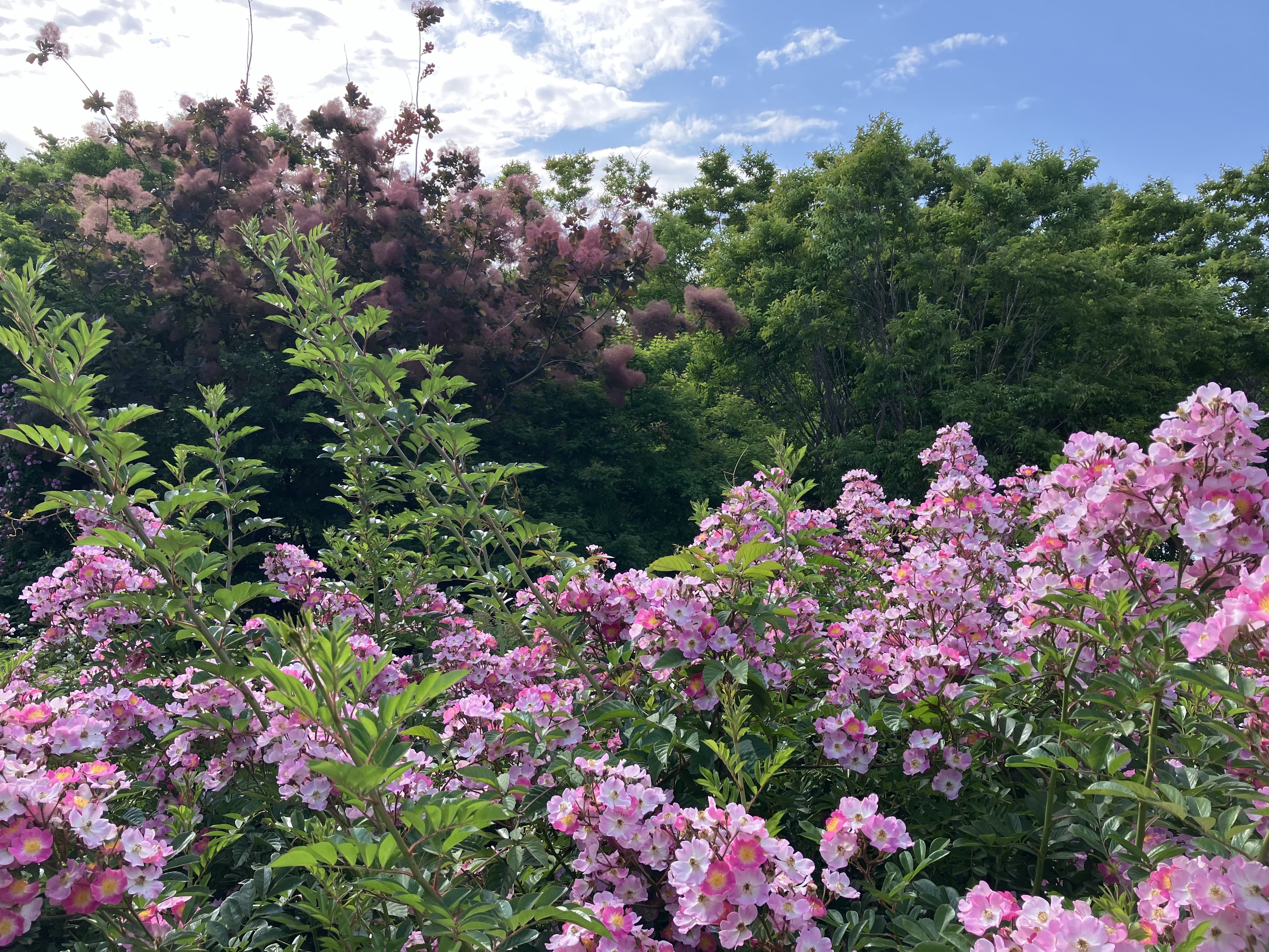 Colourful Rose Flowers with Greenery Background 