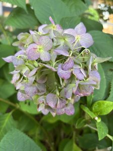 A close-up image of a cluster of hydrangea flowers, showcasing delicate petals in hues of light purple and green.