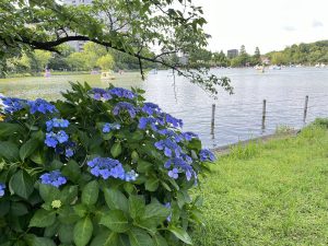 A vibrant cluster of blue and purple hydrangea flowers is in the foreground, partially obscured by green leaves.