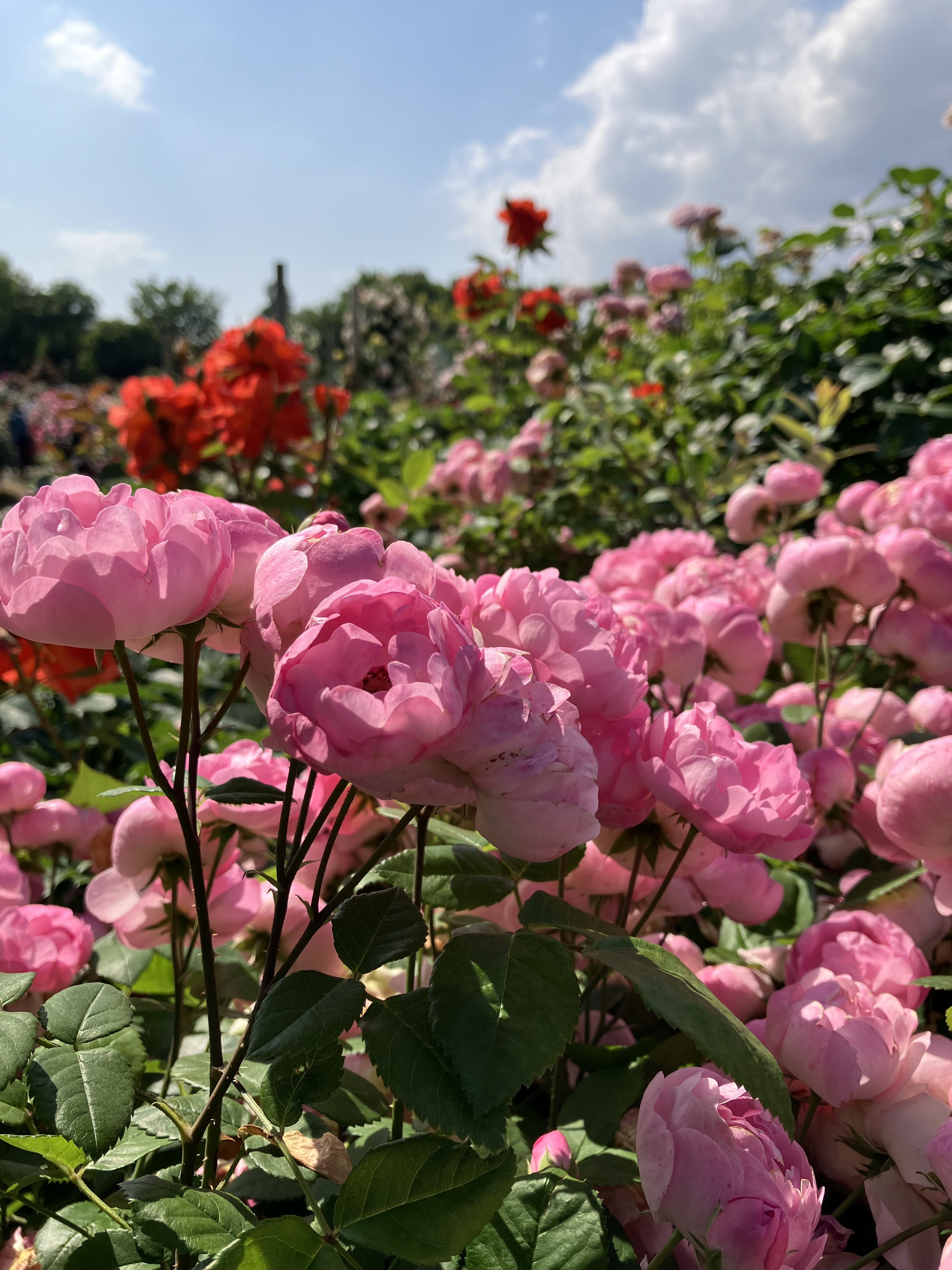 Pink rose flowers under bright sunlight