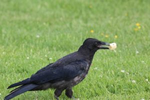 Young fledgling Crow with a chunk of cheese in its beak